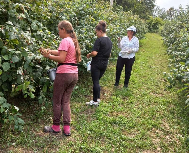Srebrenički malinari nisu zadovoljni berbom, problem i nedostatak radne snage